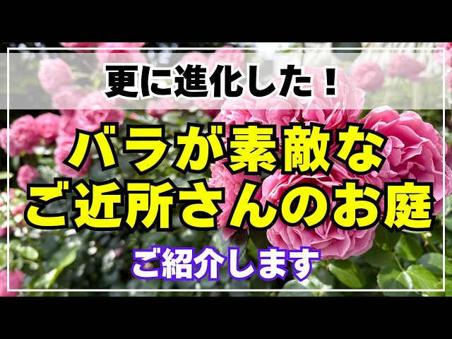 バラ27種ご紹介】手作りガーデンでここまで素敵になる！クレマチスや