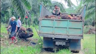 panen sawit pake Egrek buahnya ngetrek