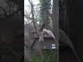 owl vs kistreel #shortvideo #shortvideo #shortvideo