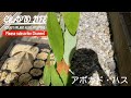アボカド ハスの耐寒性が弱すぎる件。10月に外に置いておくと寒さで枯れてきます。屋内でも冬を越すのは不可能なレベルかと...