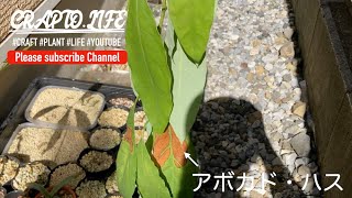 アボカド ハスの耐寒性が弱すぎる件。10月に外に置いておくと寒さで枯れてきます。屋内でも冬を越すのは不可能なレベルかと...