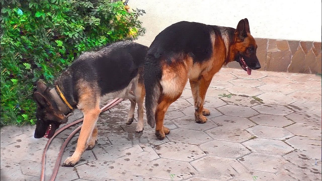 Handsome Ray and his bride Nika. Beautiful couple of German Shepherds. Odessa.
