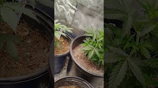 Mike Tyson shower diesel update garage grow up date part 2