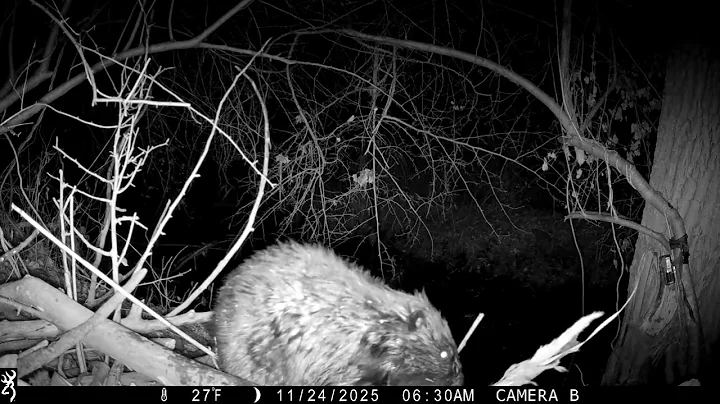 OU media drop 12.11.25- sniffy beaver