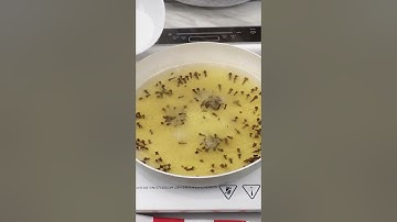 No more flies, ants or cockroaches in house