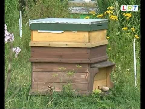 Video: Vai bišu bišu koks ir invazīvs - informācija par bišu koku kopšanu