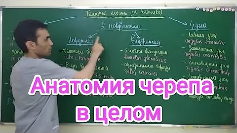 Анатомия черепа в целом. general anatomy of the skull