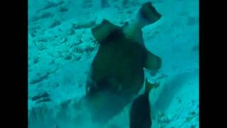 titan triggerfish building a nest, not attacking divers koh tao island thailand