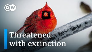 Birds  Survivalists with special powers | DW Documentary