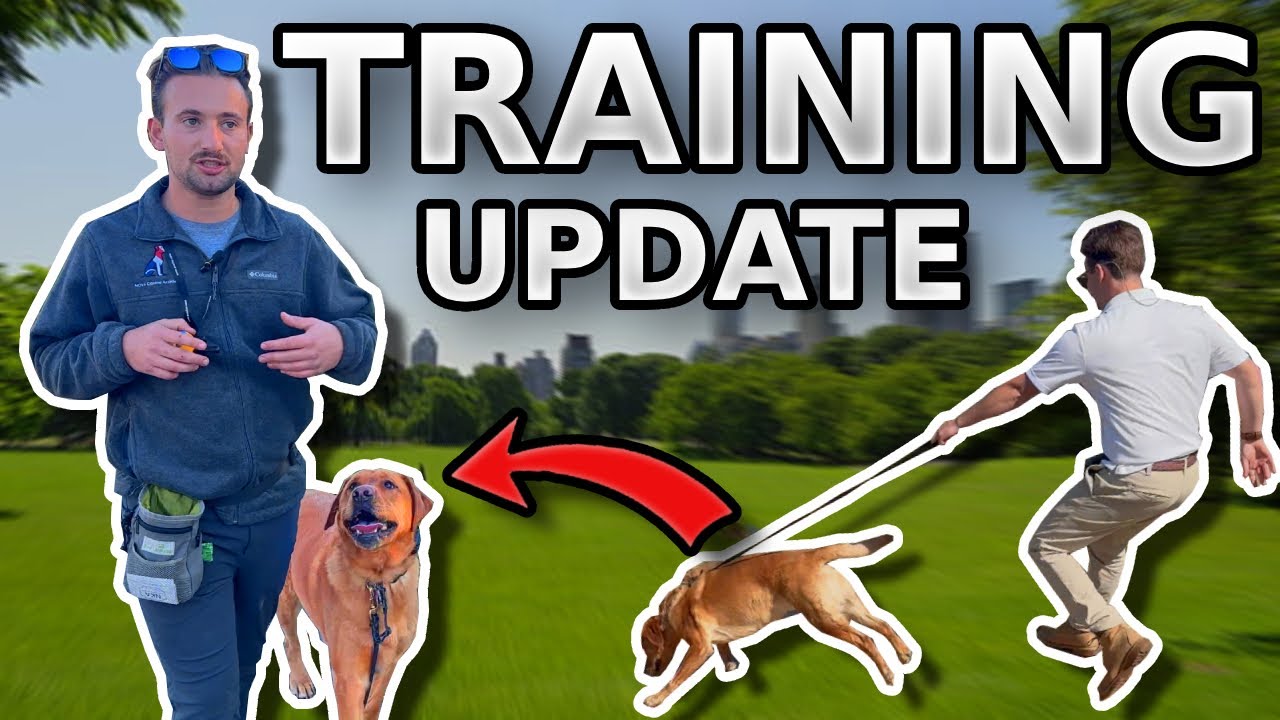 Witness This Dog's Remarkable Training Progress (NO LEASH?!) - YouTube