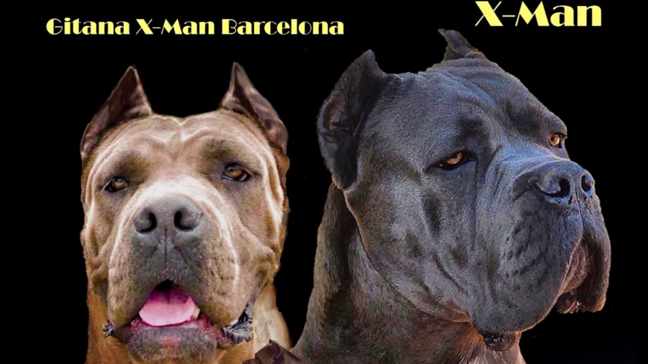 x men cane corso