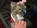 Кот Сёма читает инструкцию!