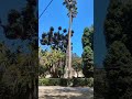 Sonido ambiente de parque 🌳🌴⛰️ Park sounds ambience #shorts #naturesounds #sonidodenaturaleza