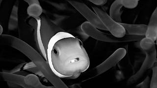 Cymothoa exigua