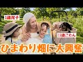 【感動】双子と愛犬ごたんくんとひまわり畑行ったらあまりにも尊すぎて涙🥹🌼