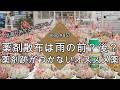 【Vlog857】【多肉植物】薬剤散布は雨の前?後?気温が上がる今だから薬剤跡がつかないオススメお薬【水やりからの病害虫対策】