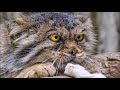 Самые злопамятные и своенравные породы кошек Почему коты злятся?