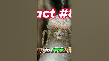 Cuckoo Bird & Bola Spider: Nature