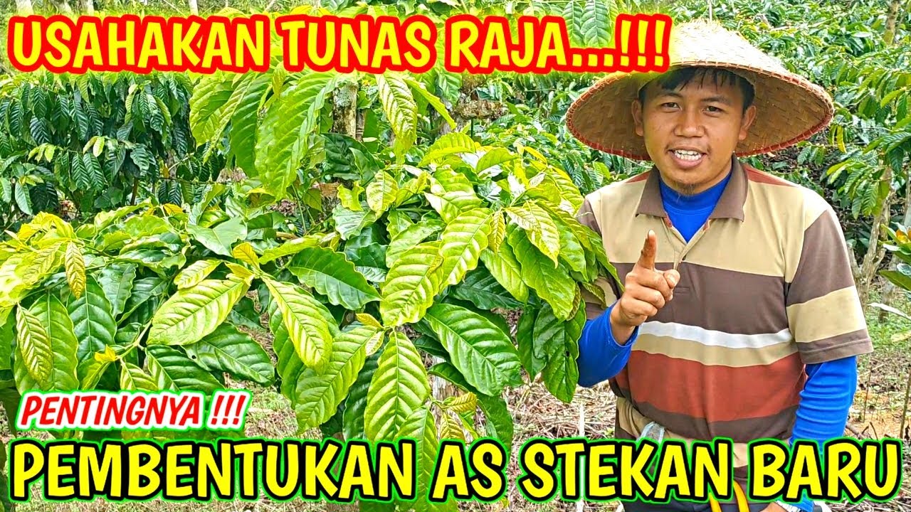 Rahasia Tunas Raja pada Stekan Baru | Kunci Sukses Panen Kopi Lebat