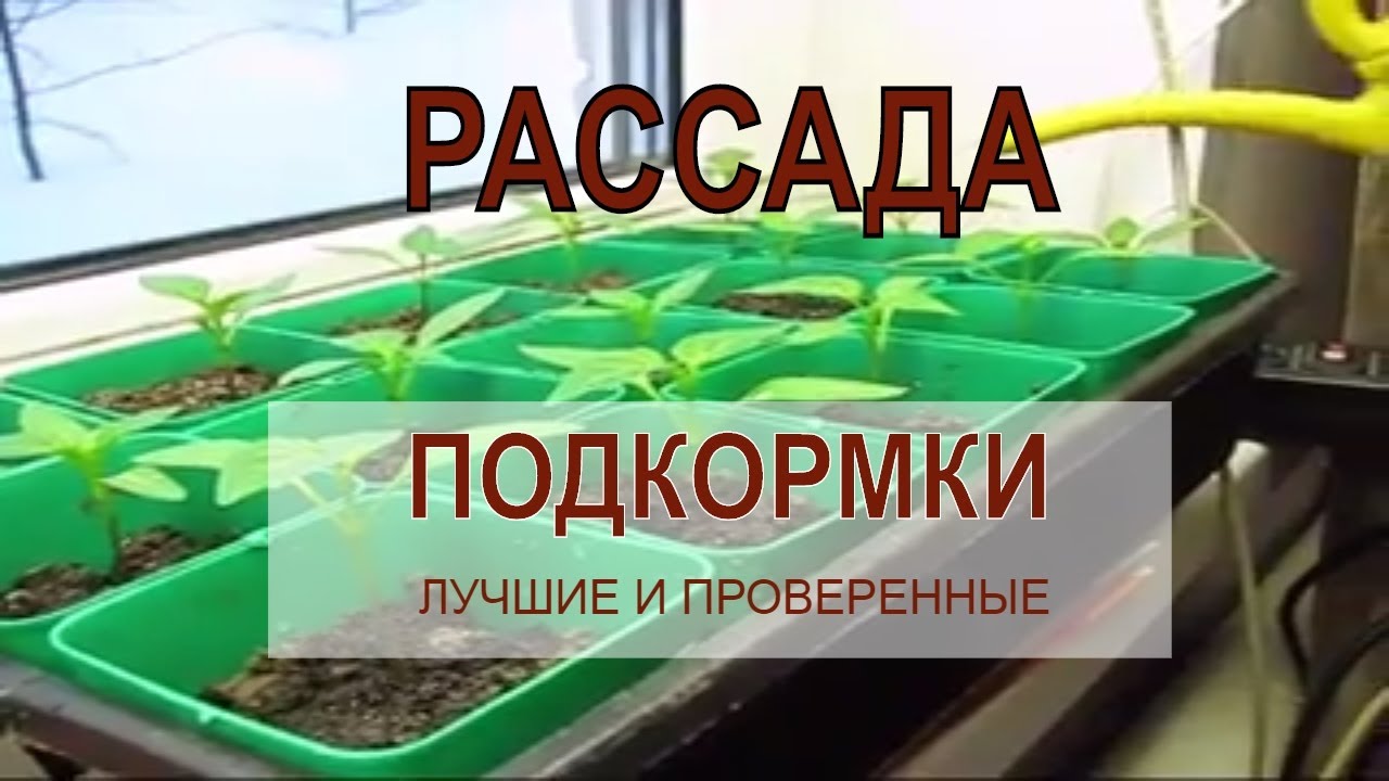 Чем подкормить рассаду помидор перца и баклажан. Удобрение для рассады. Рассада удобрение для рассады. Лучшие подкормки для рассады. Лучшее удобрение для рассады.