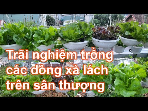 Video Trải nghiệm trồng các dòng xà lách trên sân thượng - youtube