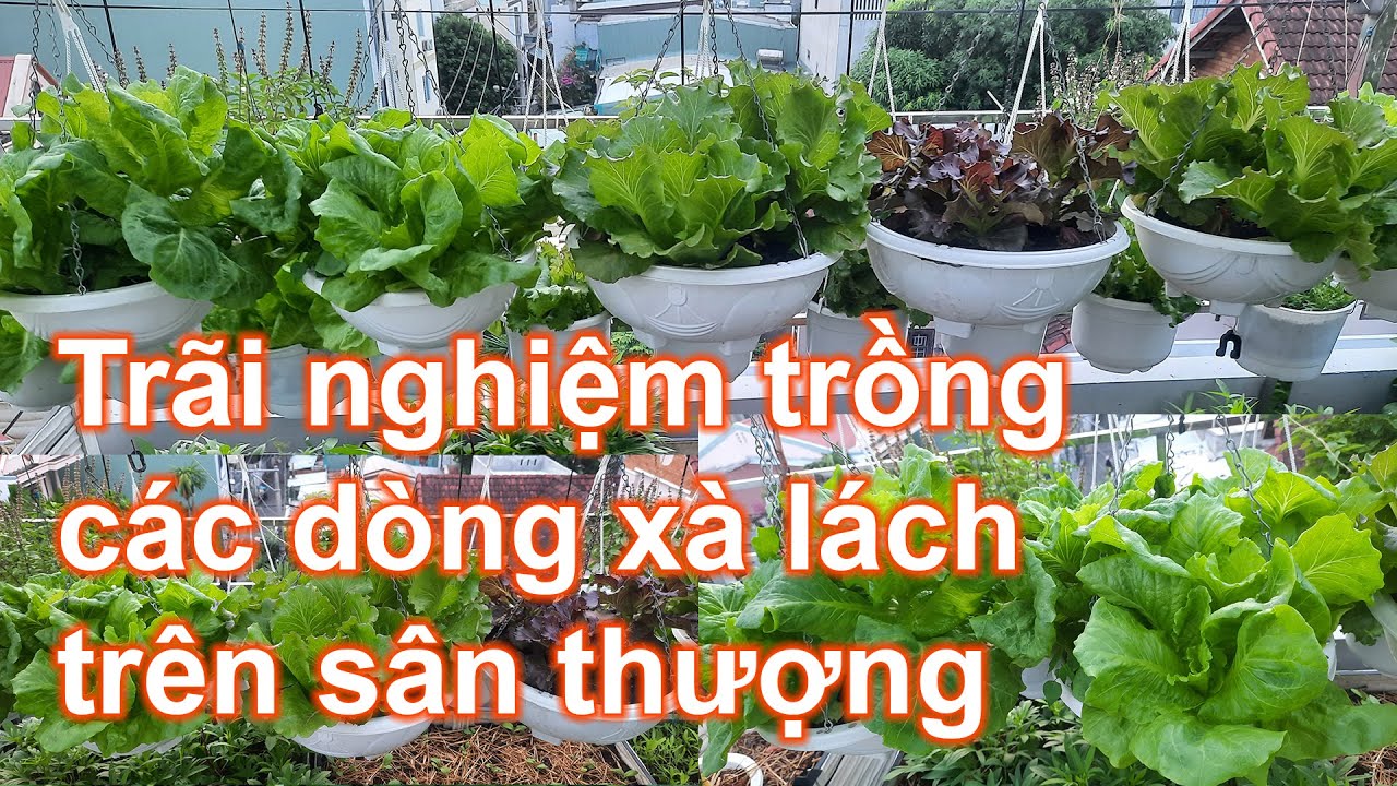 Trải nghiệm trồng các dòng xà lách trên sân thượng | Bà Lan - Nông dân sân thượng #26