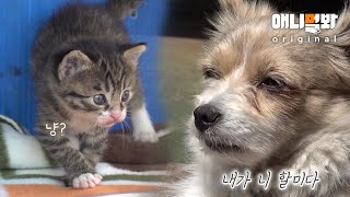 How Are Kittens That Grew Up On Dog Breastmilk?