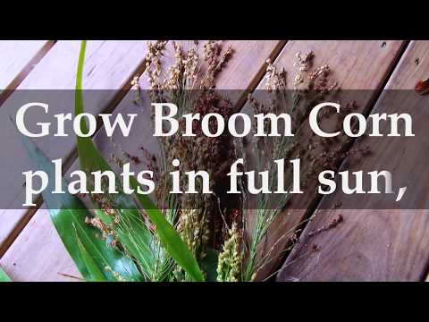 Video: Broomcorn Plant Care: Matuto Tungkol sa Paglaki ng Broomcorn Sa Mga Hardin