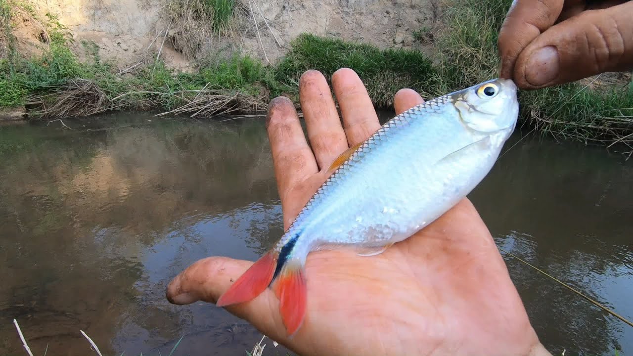 ESSE VÍDEO É PRA QUEM CURTE PESCARIA DE LAMBARI