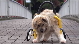 高齢犬モク  「やったね！18歳 」 ４K