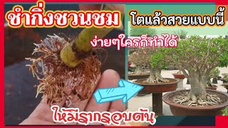 การชำกิ่ง​ ชวนชม​ ให้มีรากรอบต้นสวยแบบบอนไซGrow​ adendium​ from​ cuttings​​ to​ make​ radial​ root