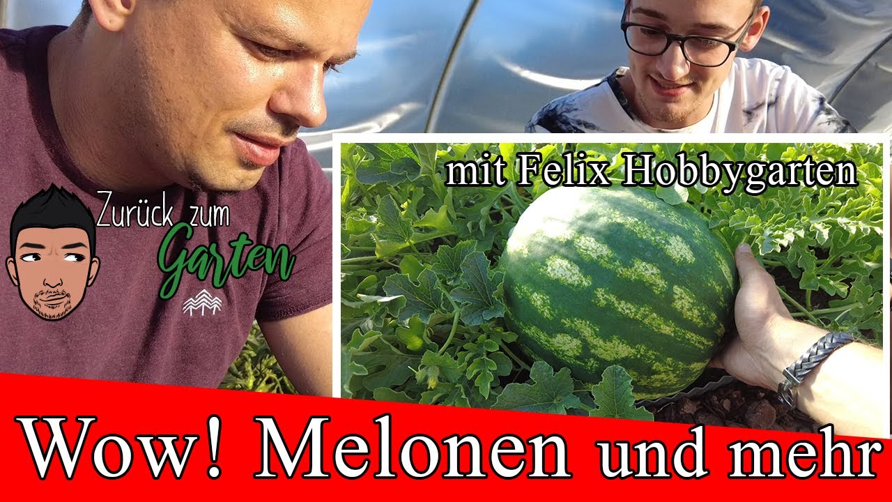 Von Melonen bis Hirse , Felix Hobbygarten seine Türen im 3000qm²