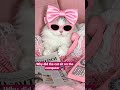 Why did the #cat sit on the #computer