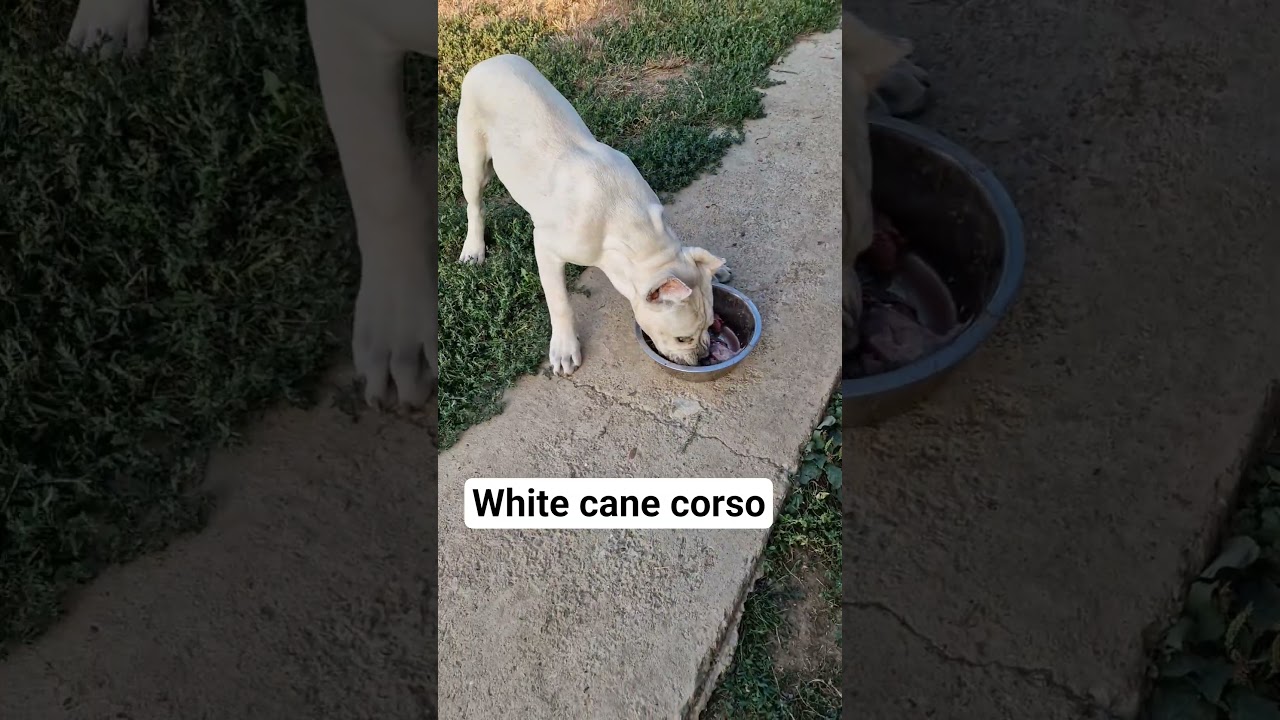 white cane corso from Maxima lux kennel.#strawcanecorso , #whitecanecorso #canecorsobreeder