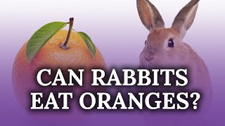 Can Rabbits Eat Oranges?