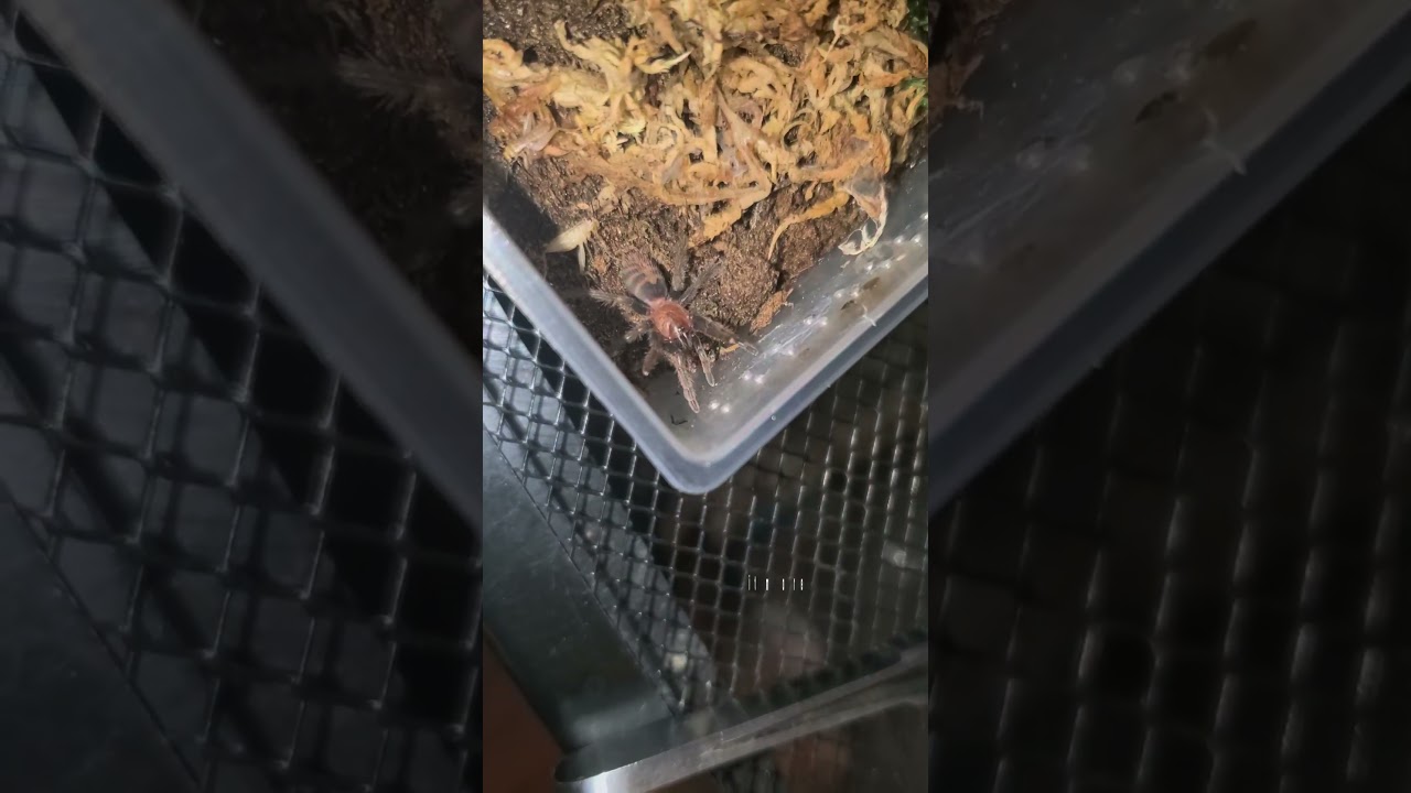 Young Dwarf Guatemalan Tiger Rump (Davus Pentaloris) 