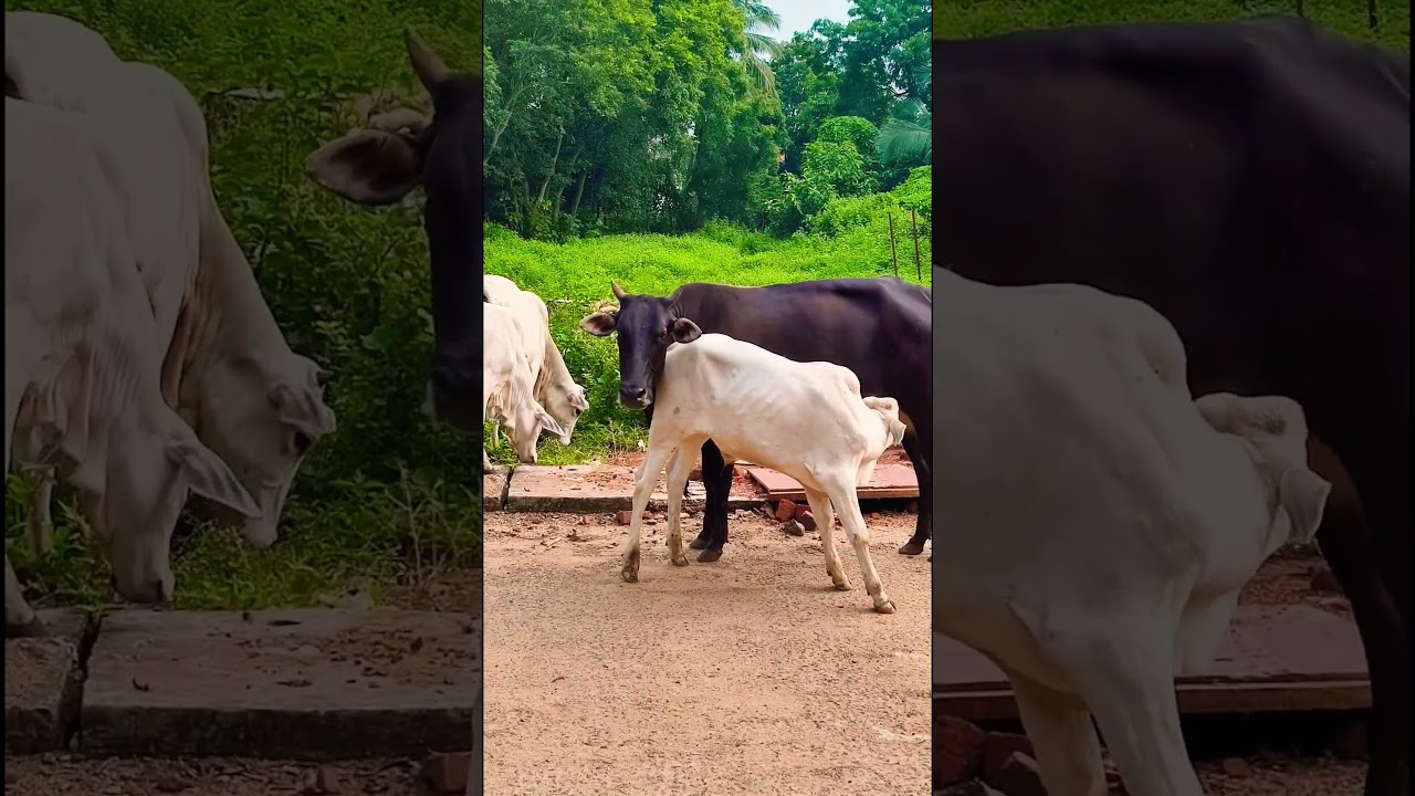 Haside haside maa.... #ytshorts #trending #ytshorts