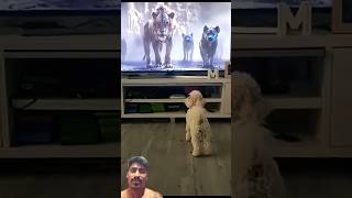 Dog and cat reaction #ytshorts #dogcute #shortsfeed