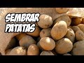 Sembrar Patatas o Papas (El Mejor Método) 🥔 | La Huerta de Ivan