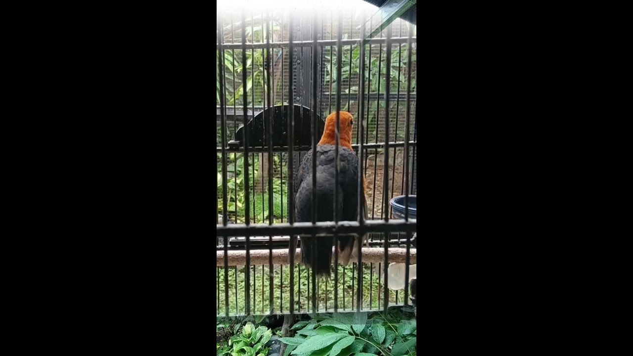 SYAHDU!!! - MASTERAN ANIS MERAH