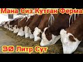 СИЗ Сораган Ва СИЗ  Кутган ФЕРМА Немис Технологияси Асоси Остида Курилган Сминтал Мол Фермаси