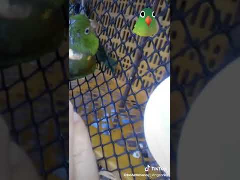 Removing Worms From Parrot Head