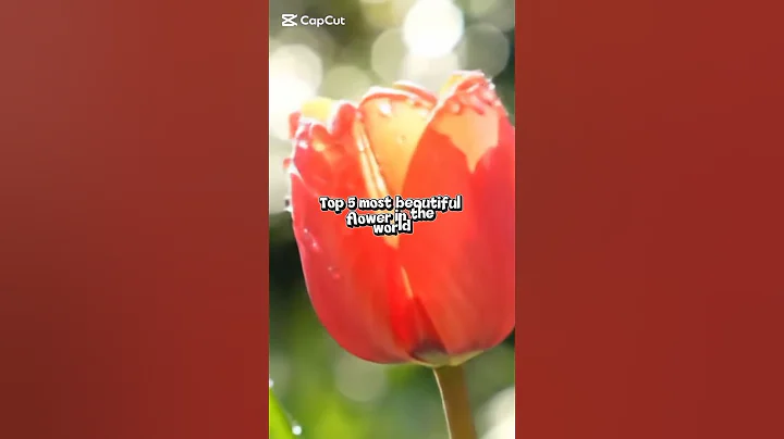 5 Most Beautiful Flowers in the World