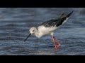 Birds of the Chobe River, Botswana