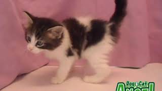 1912117 【ペットショップ エンゼル】お薦めの子犬・子猫