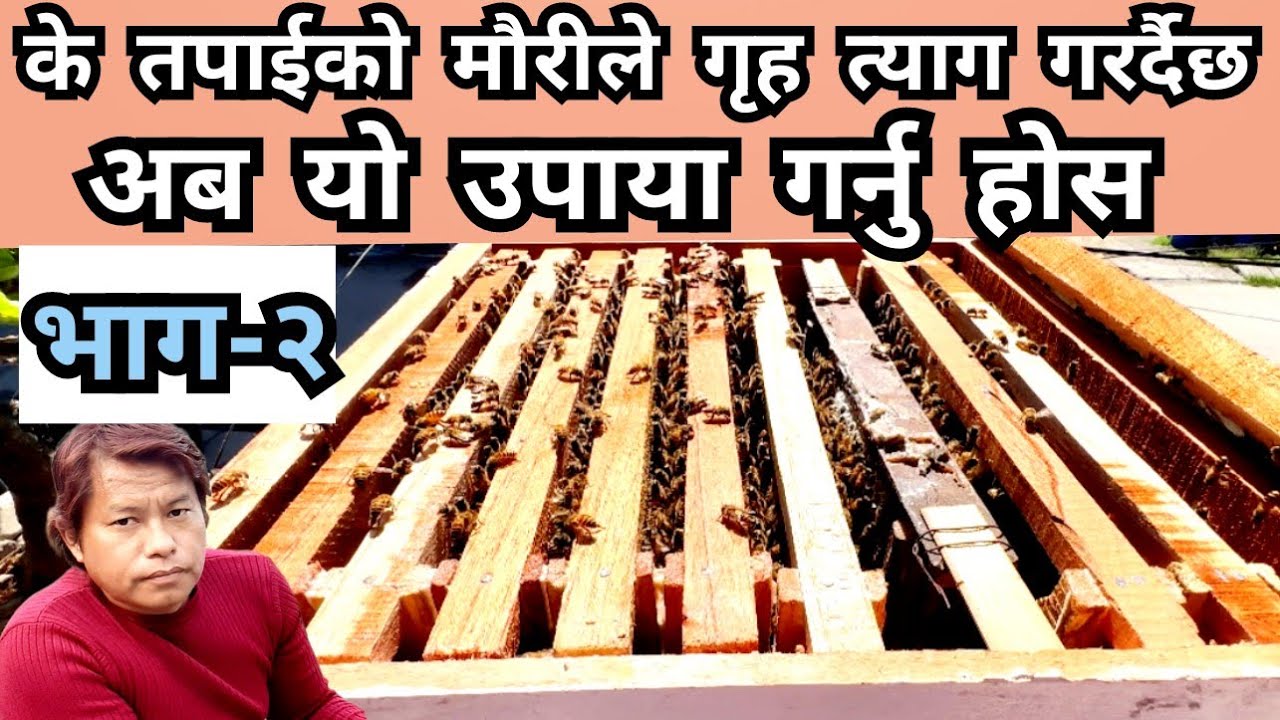 के तपाईको मौरीले गृह त्याग गरर्दैछ ? अब यो उपाया गर्नुहोस । saving bees from migration. cerana bee.