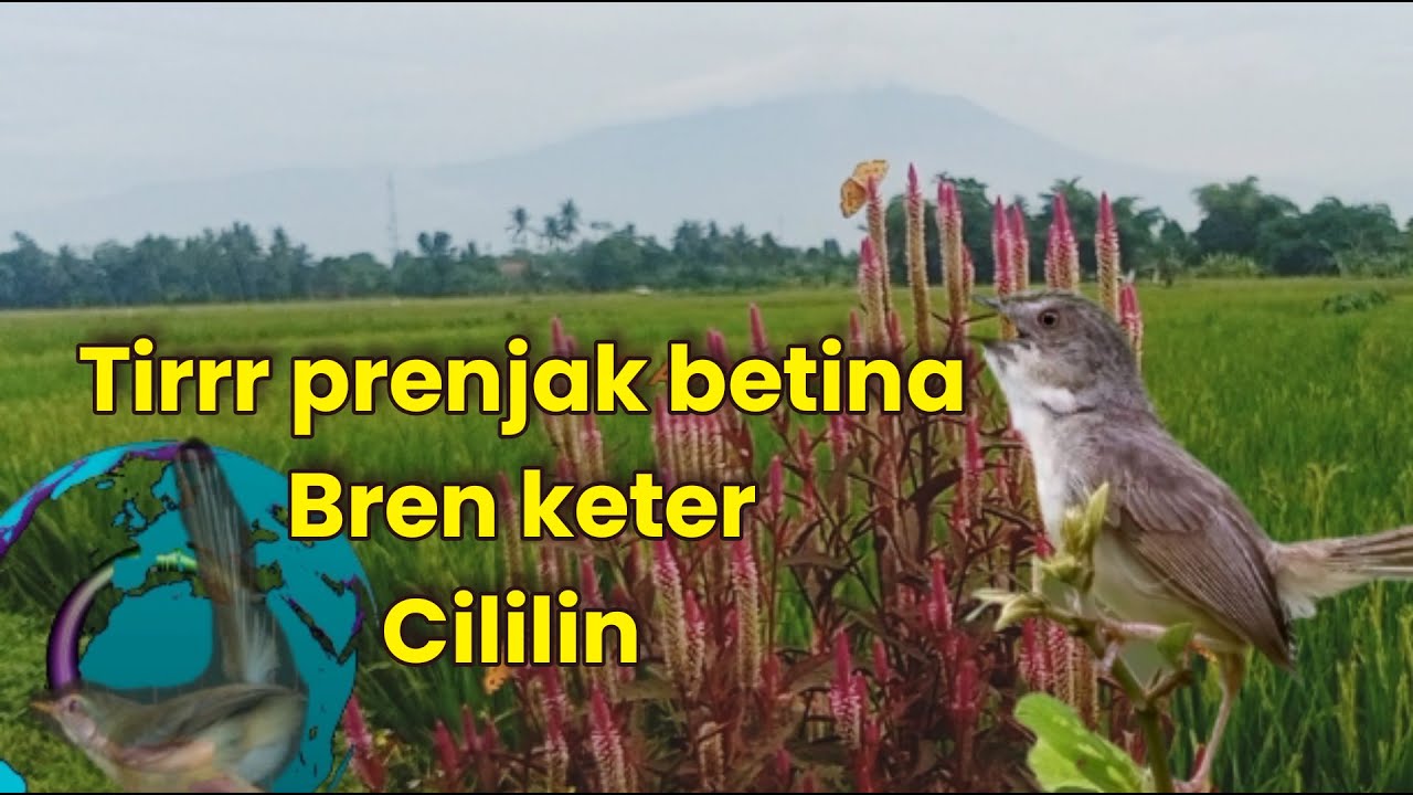 Masteran special pencetak ciwah ciblek sawah mewaaahhh