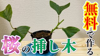 まだ間に合う 桜盆栽をタダで作ろう 桜の挿し木 Youtube