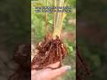 Massive Root Reveal!🫚My Mango-Ginger Plant Growth After 60 Days!🌱