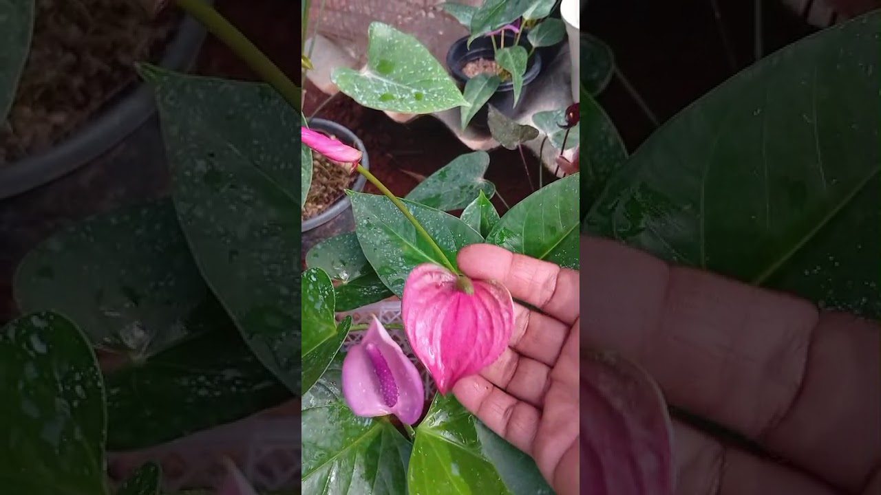 වාසිම වාසි පැකේජ් දෙකක් 👀0777367781(Whatsapp)